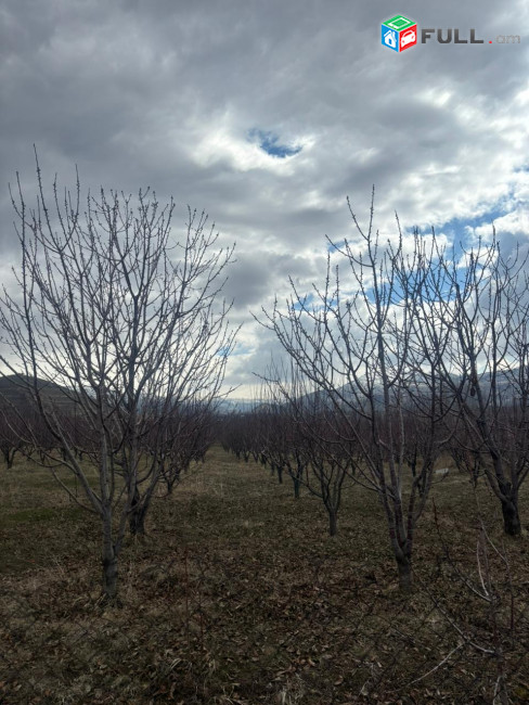 Հողատարածք Գառնի գյուղ չհասած ճանապարհին