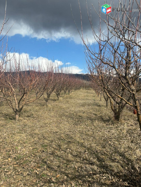 Հողատարածք Գառնի գյուղ չհասած ճանապարհին