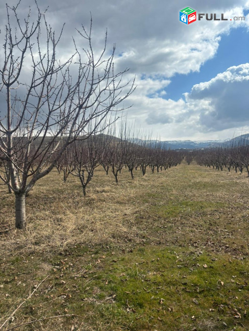 Հողատարածք Գառնի գյուղ չհասած ճանապարհին