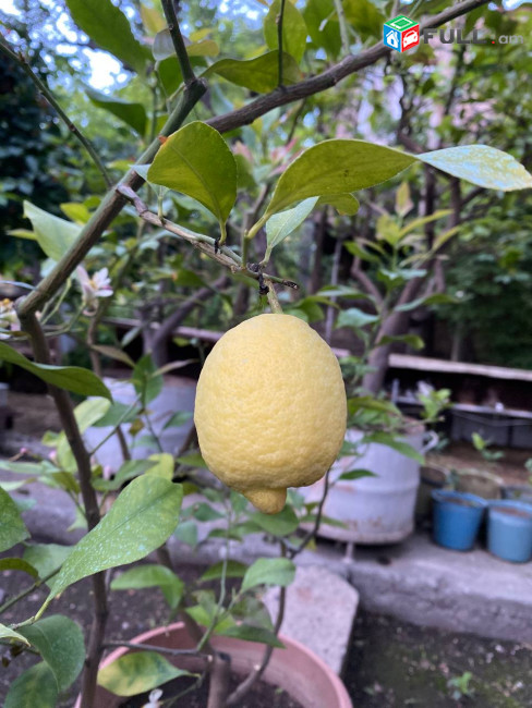 limoni car, tsar, kitron, լիմոնի բերքատու ծառեր, կիտրոն
