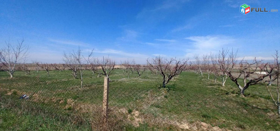 Տնամերձ հողամաս Պտղատու Այգի 