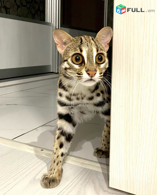 ocelot kitten