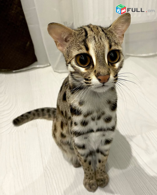 ocelot kitten