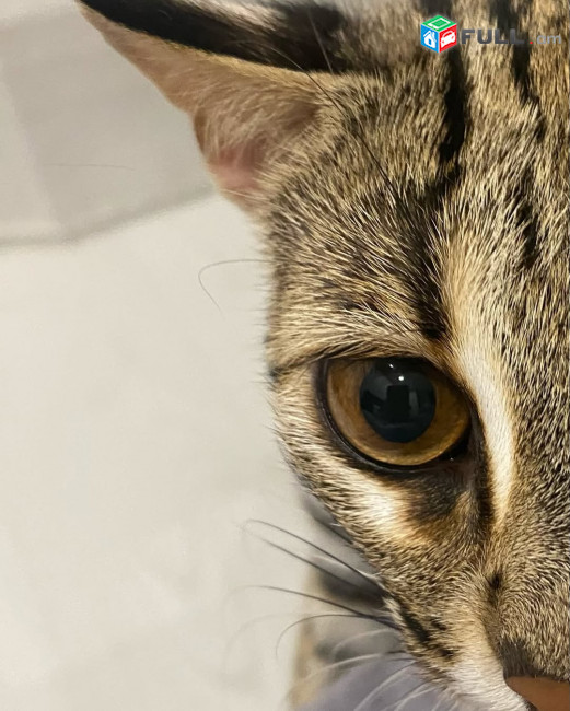 ocelot kitten