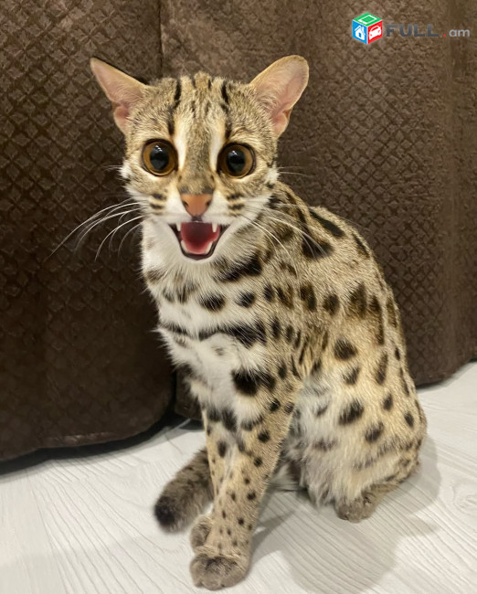 ocelot kitten