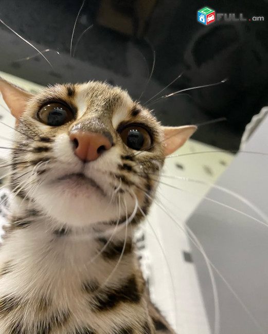 ocelot kitten