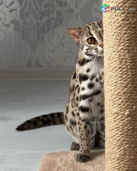 ocelot kitten