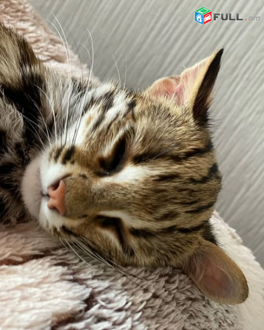 ocelot kitten