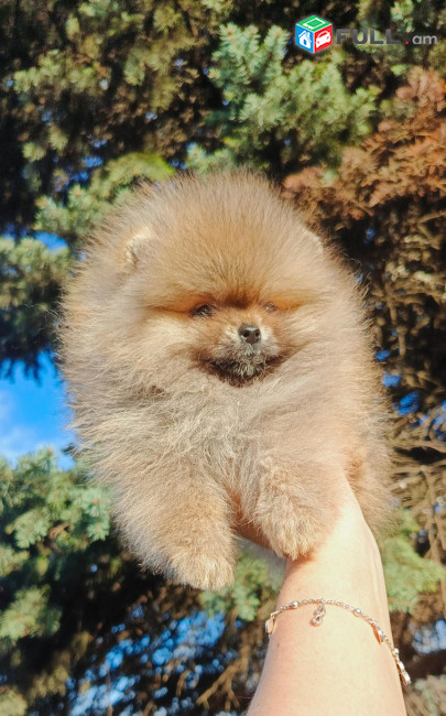 Մինի Շպից Померанский шпиц Pomeranian Spitz Mini Micro