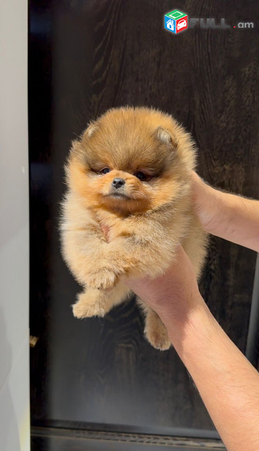 Մինի Շպից Померанский шпиц Pomeranian Spitz Mini Micro