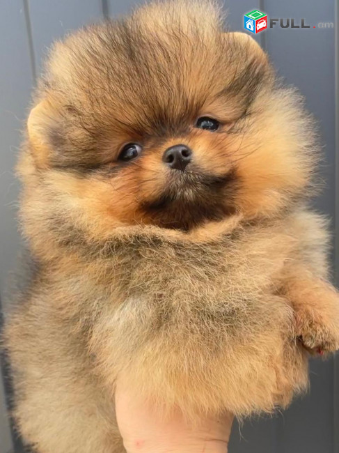Մինի Շպից Померанский шпиц Pomeranian Spitz Mini Micro