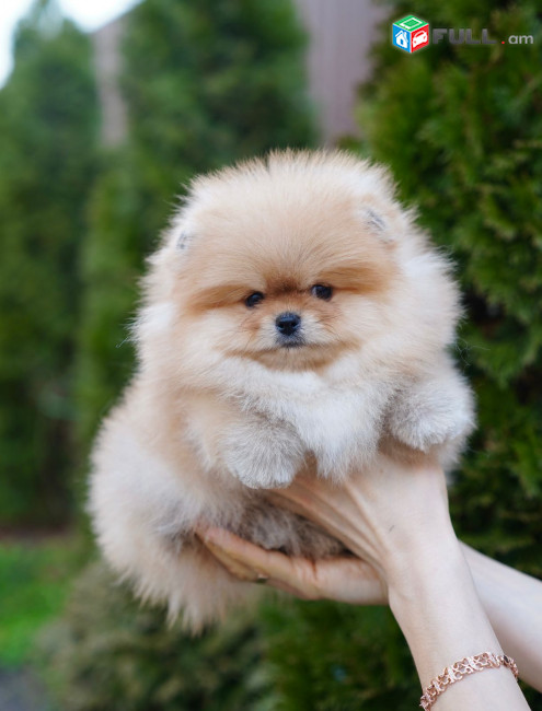 Մինի Շպից Померанский шпиц Pomeranian Spitz Mini Micro
