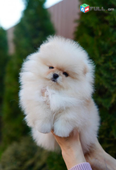 Մինի Շպից Померанский шпиц Pomeranian Spitz Mini Micro