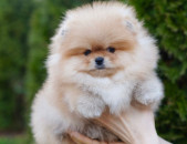 Մինի Շպից Померанский шпиц Pomeranian Spitz Mini Micro