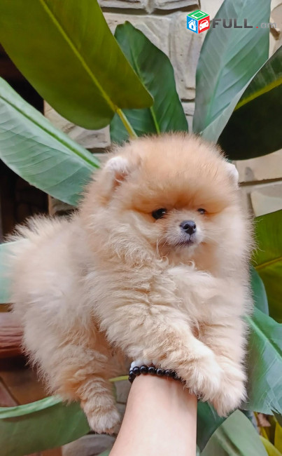 Մինի Շպից Померанский шпиц Pomeranian Spitz