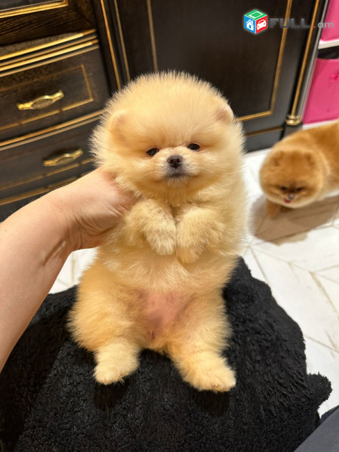 Մինի Շպից Померанский шпиц Pomeranian Spitz