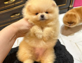 Մինի Շպից Померанский шпиц Pomeranian Spitz