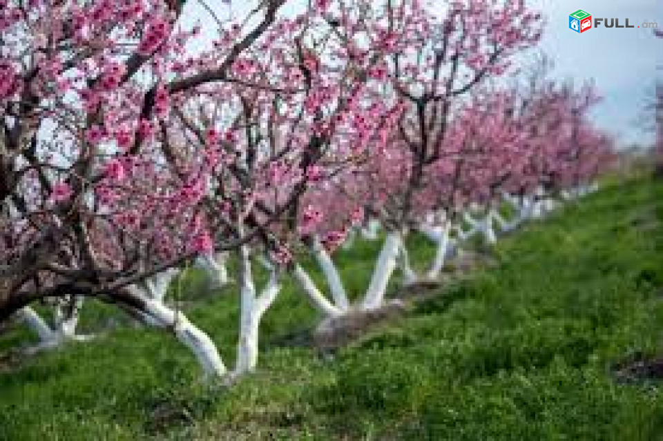 Ոսկեհատ գյուղում 2հա այգի,սալոր,ծիրան,գիլաս,խնձոր,ընկույզ 1000հատ ծառ 1քմ-5դոլար