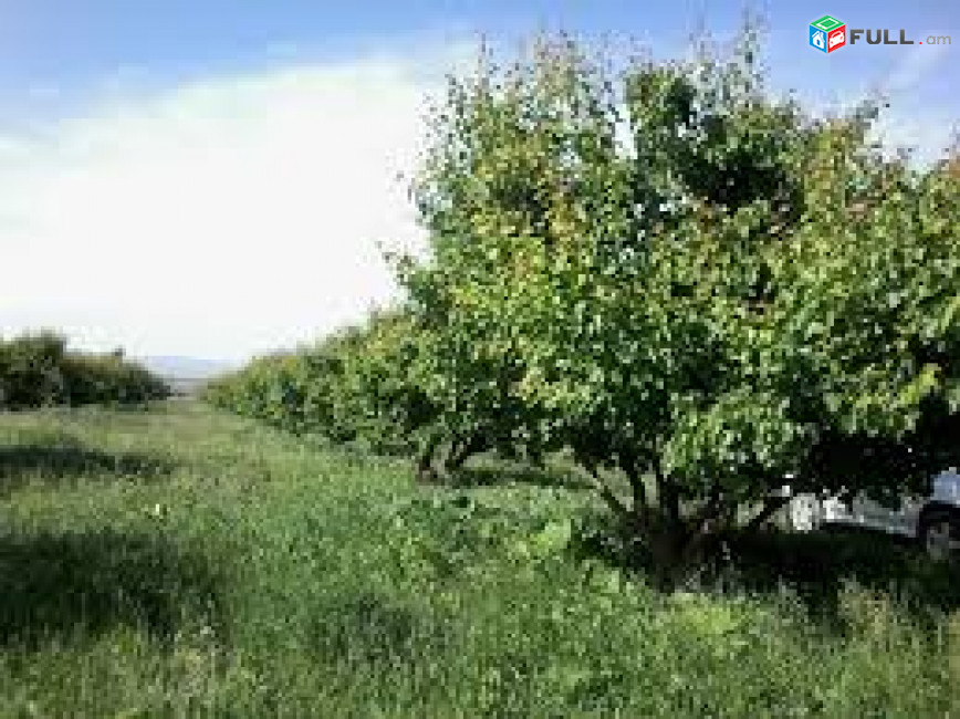 80հա-800000քմ․1քմ-2դոլար,հիմնականում ծիրանի այգի,որից 50հա-ծառերով,երևանից 80կմ