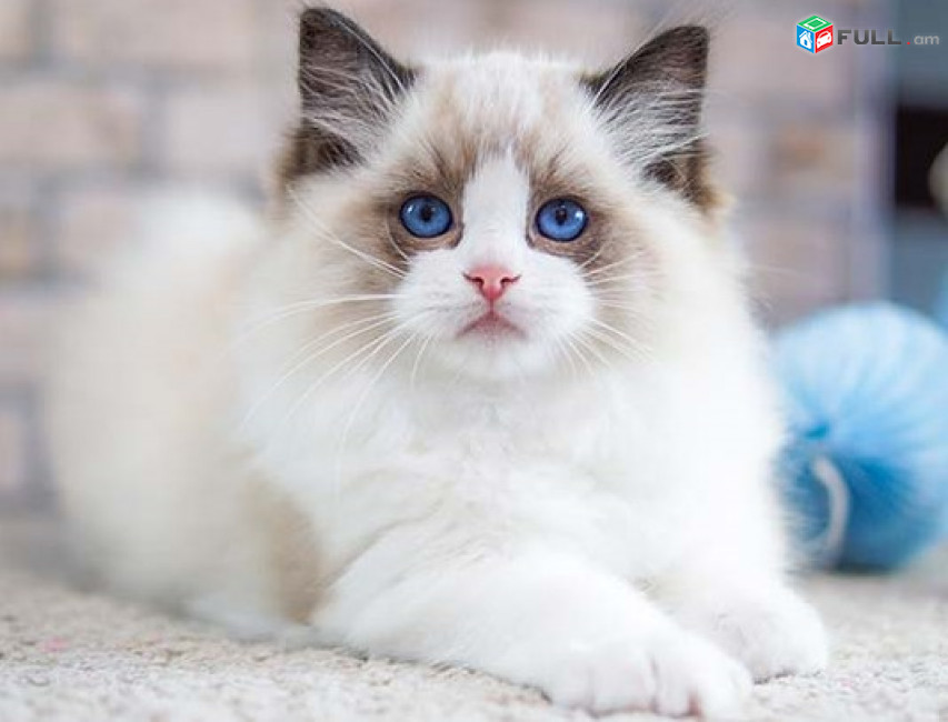 Ռեգդոլլ Կատու Ragdoll cat Рэгдолл кошка