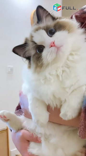 Ռեգդոլլ Կատու Ragdoll cat Рэгдолл кошка