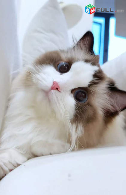Ռեգդոլլ Կատու Ragdoll cat Рэгдолл кошка