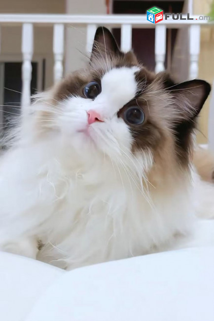 Ռեգդոլլ Կատու Ragdoll cat Рэгдолл кошка