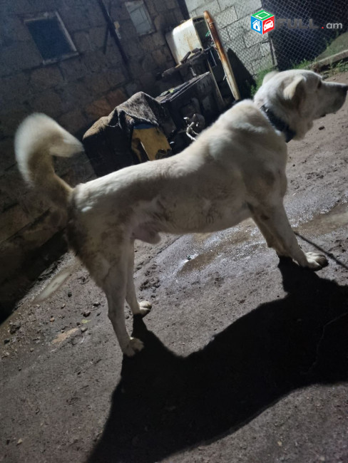 գելխեղդ շան ձագեր