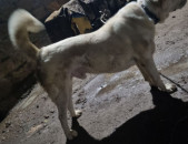 գելխեղդ շան ձագեր