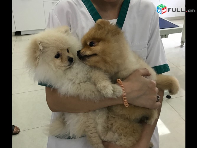  Անասնաբուժական կլինիկա, Ветеринарная клиника,Anasnabuj, Veterinary clinic.Anasnabujakan klinika ,Anasnabuyj.