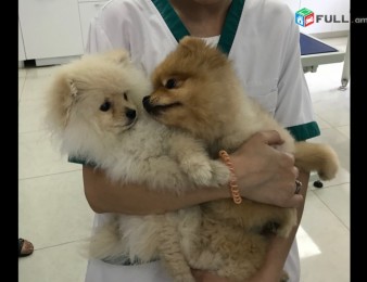  Անասնաբուժական կլինիկա, Ветеринарная клиника,Anasnabuj, Veterinary clinic.Anasnabujakan klinika ,Anasnabuyj.